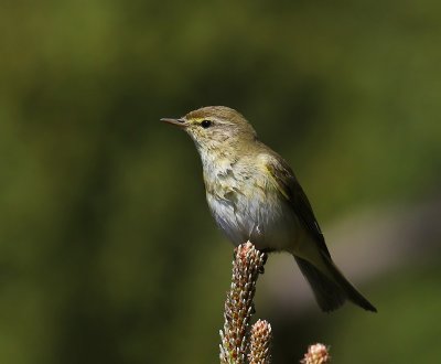 Tjiftjaf - Northern Chiffchaff