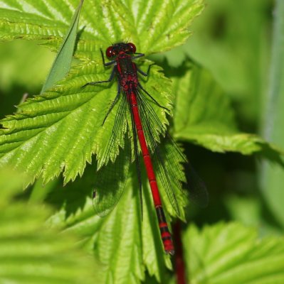 Vuurjuffer - Large Red Damselfly