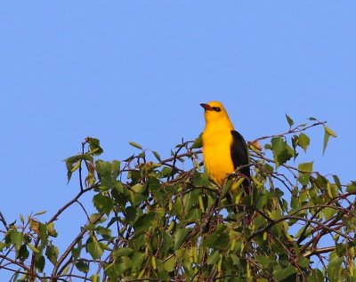 Wielewaal - Eurasian Golden Oriole