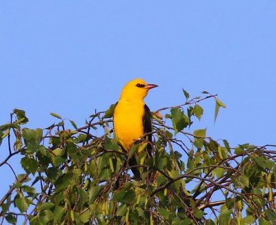 Wielewaal - Eurasian Golden Oriole