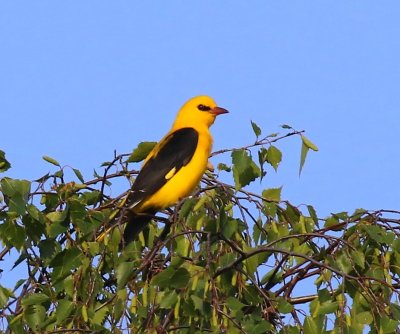 Wielewaal - Eurasian Golden Oriole