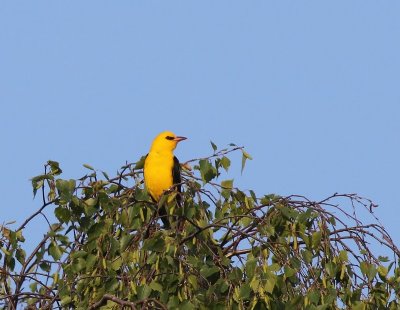 Wielewaal - Eurasian Golden Oriole