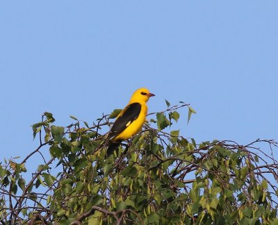 Wielewaal - Eurasian Golden Oriole