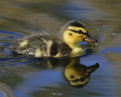 Wilde Eend - Mallard