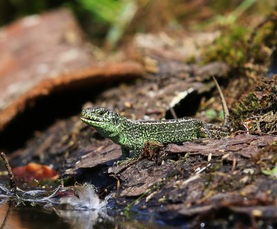 Zandhagedis - Sand Lizard