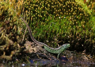 Zandhagedis - Sand Lizard