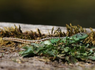 Zandhagedis - Sand Lizard