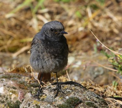 Zwarte Roodstaart - Black Redstart