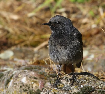 Zwarte Roodstaart - Black Redstart