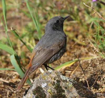 Zwarte Roodstaart - Black Redstart