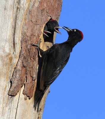 Zwarte Specht - Black Woodpecker