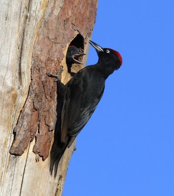 Zwarte Specht - Black Woodpecker