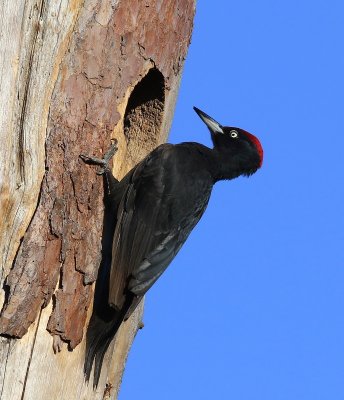 Zwarte Specht - Black Woodpecker