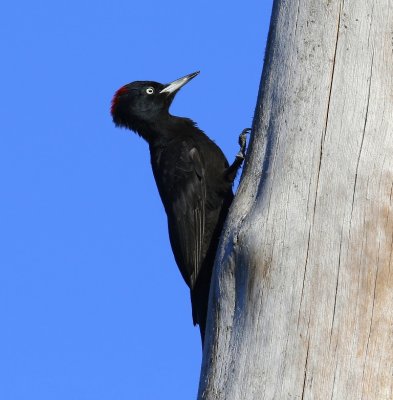 Zwarte Specht - Black Woodpecker