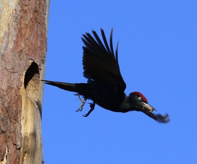 Zwarte Specht - Black Woodpecker