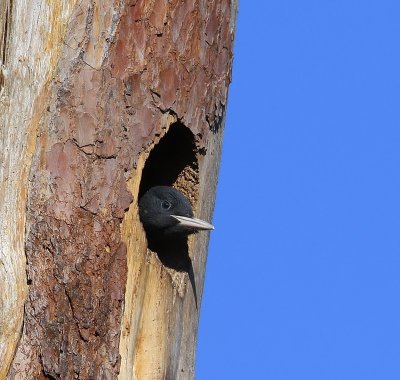 Zwarte Specht - Black Woodpecker