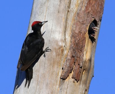 Zwarte Specht - Black Woodpecker