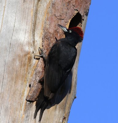 Zwarte Specht - Black Woodpecker