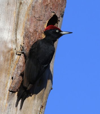 Zwarte Specht - Black Woodpecker