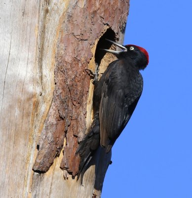 Zwarte Specht - Black Woodpecker