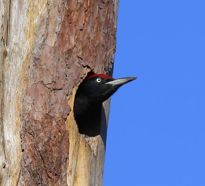 Zwarte Specht - Black Woodpecker