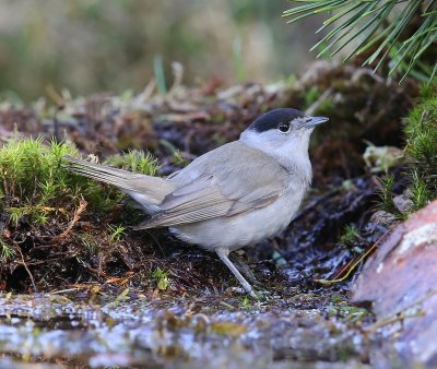 Zwartkop - Blackcap