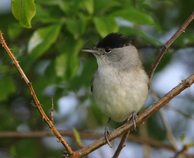 Zwartkop - Blackcap