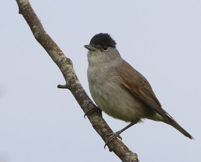 Zwartkop - Blackcap