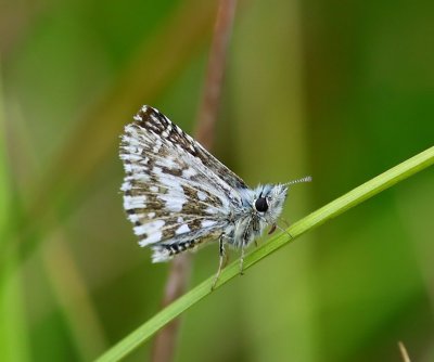 Aardbeivlinder - Grizzled Skipper