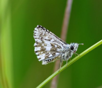 Aardbeivlinder - Grizzled Skipper
