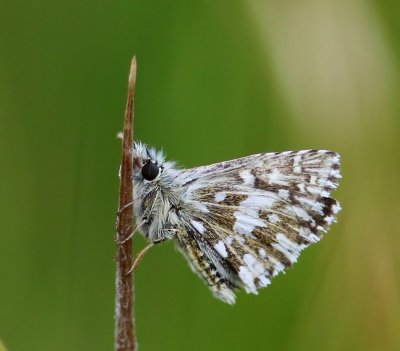 Aardbeivlinder - Grizzled Skipper