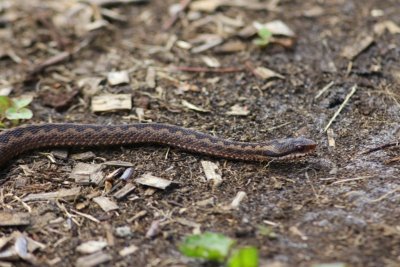 Adder - Viper