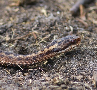Adder - Viper