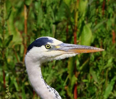 Blauwe Reiger - Grey Heron