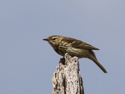 Boompieper - Tree Pipit