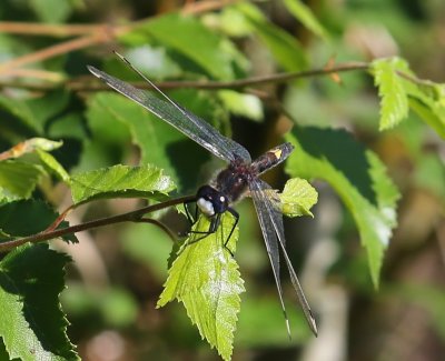 Gevlekte Witsnuitlibel - Large White-faced Darter
