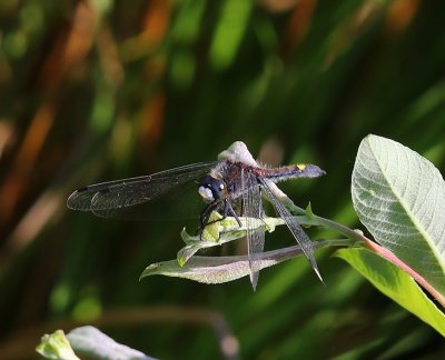 Gevlekte Witsnuitlibel - Large White-faced Darter