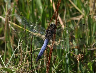 Gewone Oeverlibel - Black-tailed Skimmer