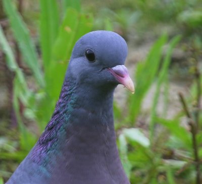 Holenduif - Stock Dove