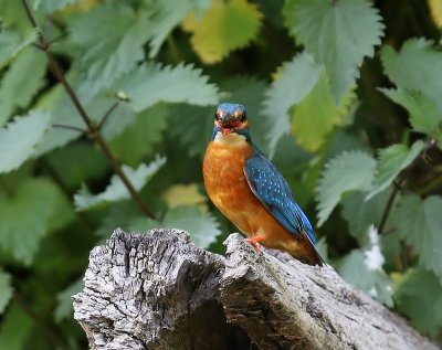 IJsvogel - Common Kingfisher