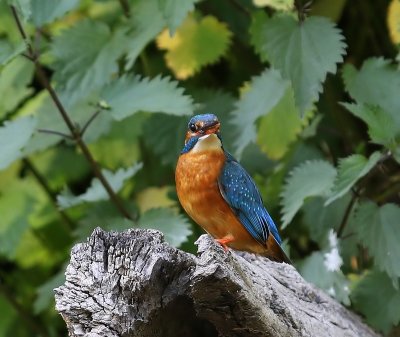 IJsvogel - Common Kingfisher