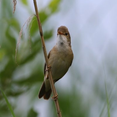 Kleine Karekiet - European Reed Warbler