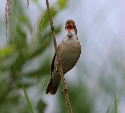 Kleine Karekiet - European Reed Warbler