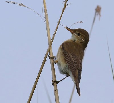 Kleine Karekiet - European Reed Warbler