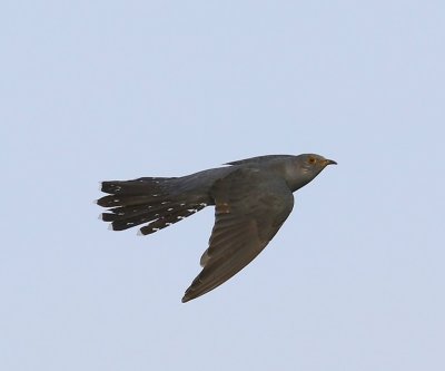 Koekoek - Common Cuckoo