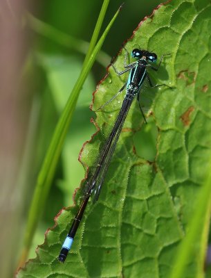 Lantaarntje - Blue-tailed Damselfly