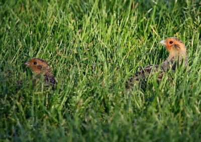 Patrijzen - Grey Partridges