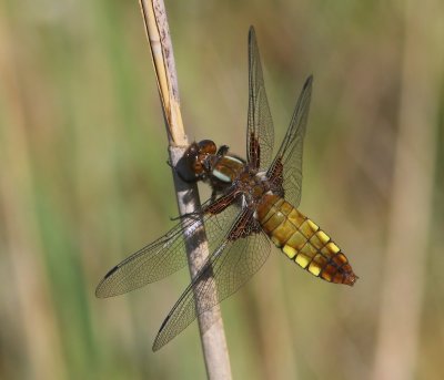 Platbuik - Broad-bodied Chaser