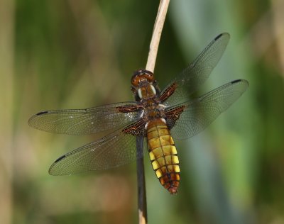 Platbuik - Broad-bodied Chaser