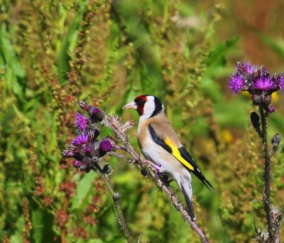 Putter - European Goldfinch